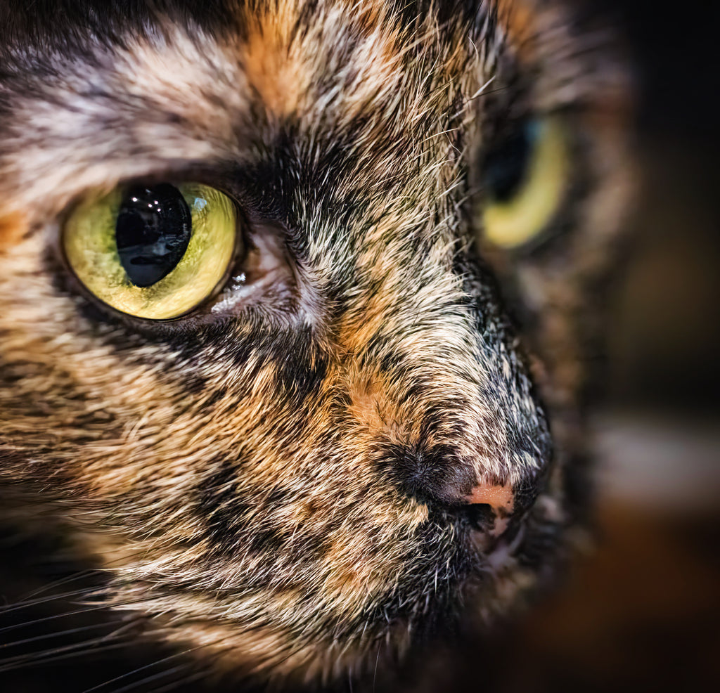 Day 3: My Favorite Feline