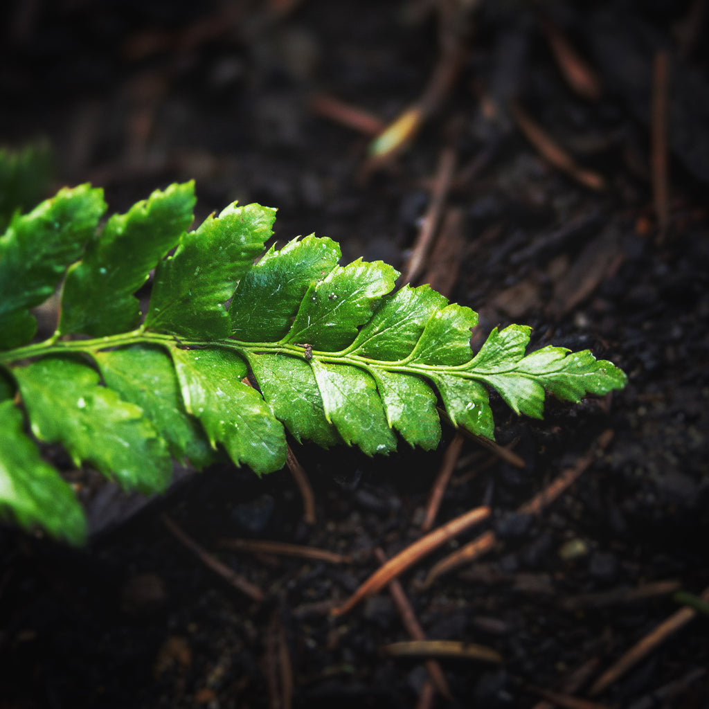 Day 9: Feeling Ferny