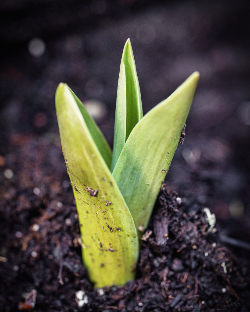 Day 11: Forebearer of Spring